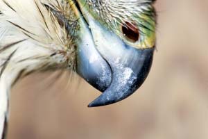 The beak of a Cooper’s hawk. Note the downward curve of the beak that’s reminiscent of a scimitar.